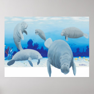 Poster Randalls manatees