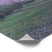 Poster Rangée de cerisiers en fleurs (Coin)