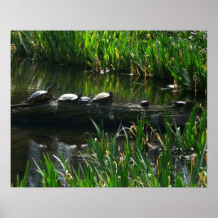 Poster Rangée de tortues photo de la nature verte