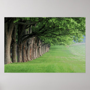 Poster Rangée majestueuse d'arbres, Louisville, Kentucky.