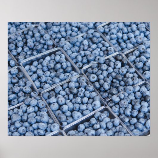 Poster Rangées de bleuets (Devant)