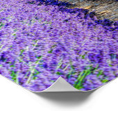 Poster Rangées de Lavande, Provence, France (Coin)