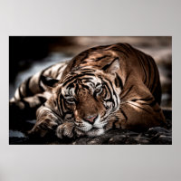 ranthambore tigre mâle sauvage Image d'art