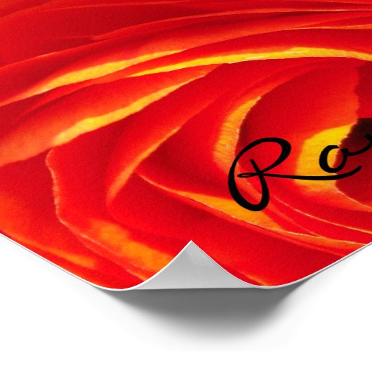 Poster Ranunculus (Coin)