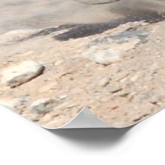 Poster Rapide et furieux (Coin)