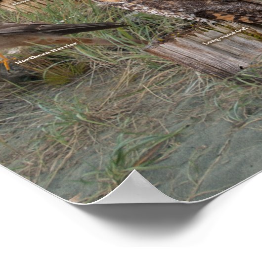 Poster Rapporteurs de l'Ouest (Coin)