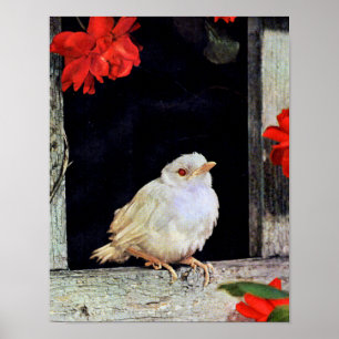 Poster RARE albino bird