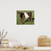 Poster Rare Dun Ceinturé Galloway Calf (Cuisine)