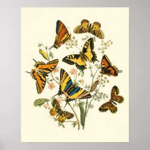 Poster Rassemblement coloré de papillons et de chenilles
