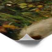 Poster Rassembler Ye Rosebuds Pendant Ye Mai - 1909 (Coin)