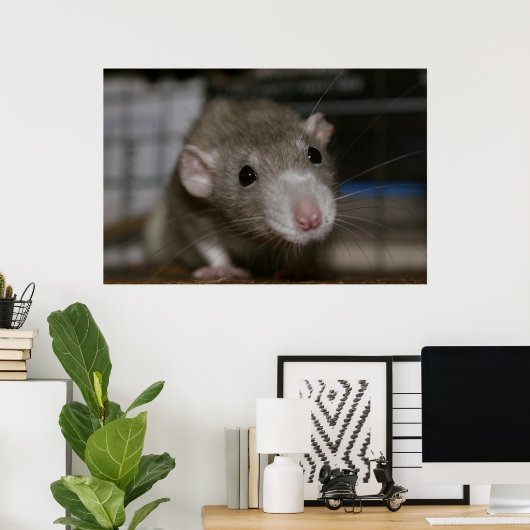 Poster Rat curieux (Bureau à domicile)