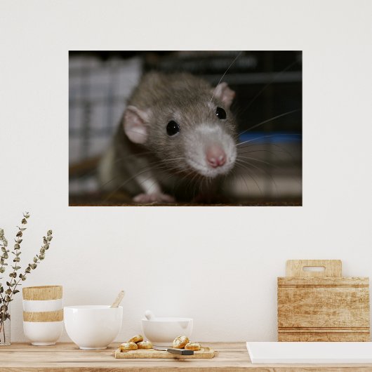Poster Rat curieux (Cuisine)