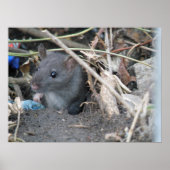 Poster Rat dans un trou d'impression (Devant)
