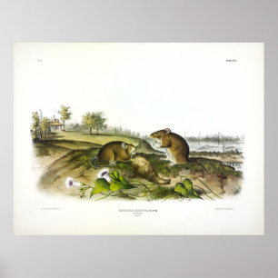 Poster Rat de coton (Hispid Cotton Rat) par Audubon