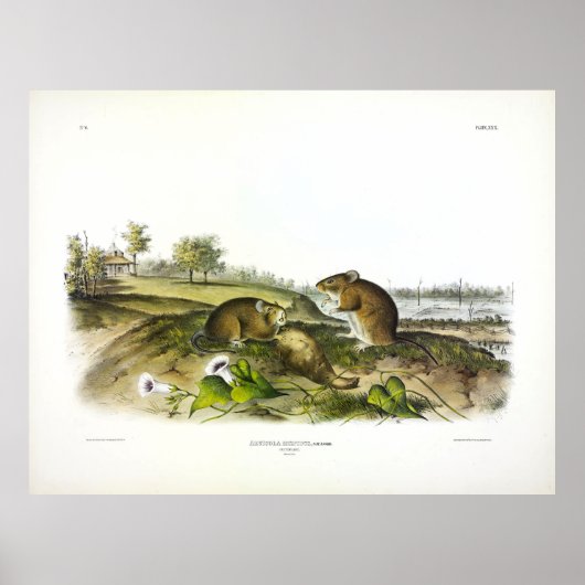 Poster Rat de coton (Rat de coton hispide) par Audubon (Devant)