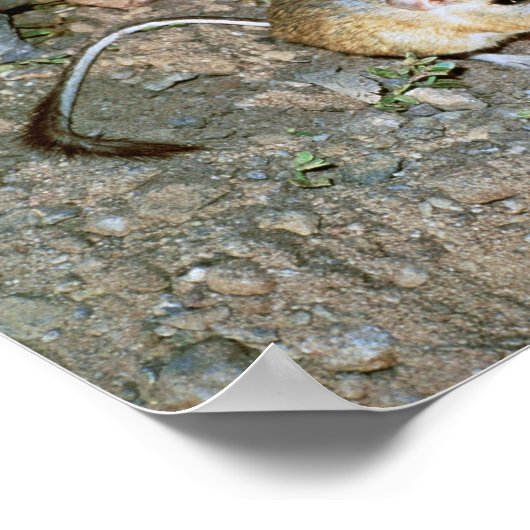 Poster Rat de Kangeroo (Coin)