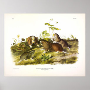 Poster Rat Poché du Canada (Plains Pocket Gopher) Audubon
