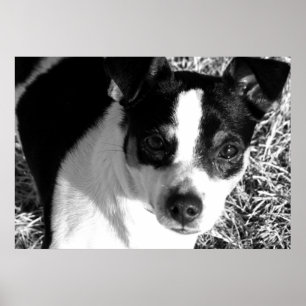 Poster Rat Terrier