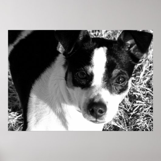 Poster Rat Terrier (Devant)