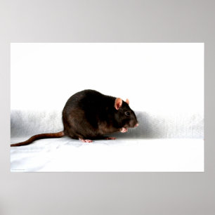 Poster Rat wapcnm