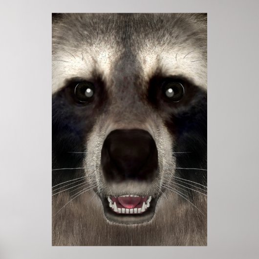 Poster Raton laveur (Devant)