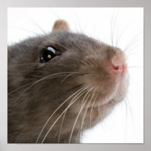 Poster Rats ! ! !