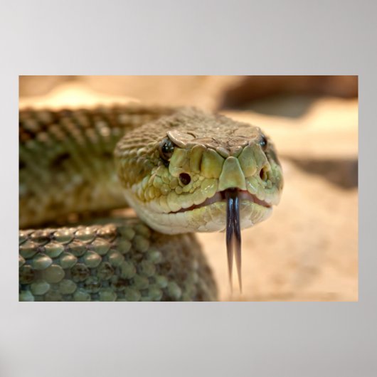 Poster Rattlesnake Closeup Photo (Devant)