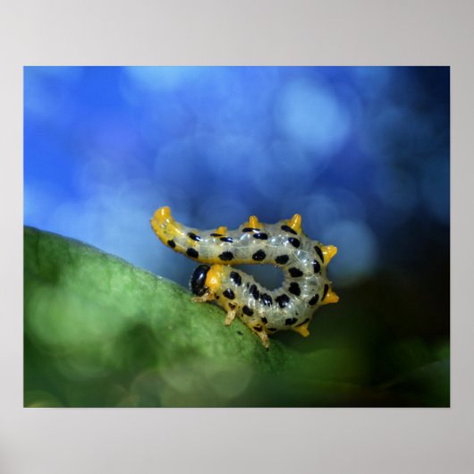 Poster Raupe der breitfüßigen Birkenblattwespe (Devant)