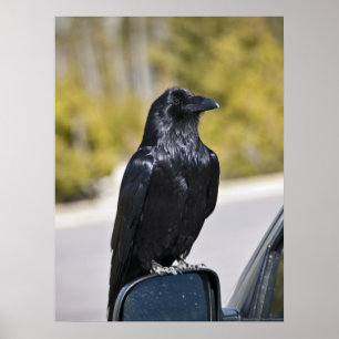 Poster Raven noir - copie de beaux-arts