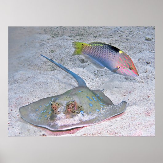 Poster Ray et Wrasse (Devant)