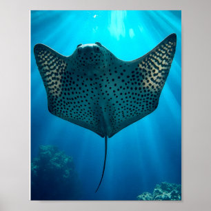 Poster Rayon gracieux : Sérénité sous-marine