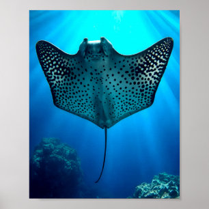 Poster Rayon gracieux : Sérénité sous-marine