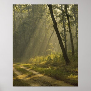 Poster Rayons de lumière du matin à travers les arbres da