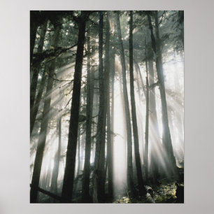 Poster Rayons de soleil filtrant à travers les arbres, Mo