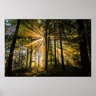 Poster Rayons ensoleillés de forêt enchantés 1