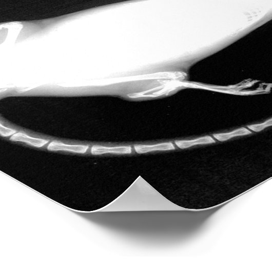 Poster rayons X rat (Coin)