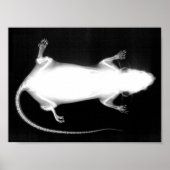 Poster rayons X rat (Devant)