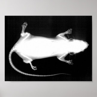 Poster rayons X rat
