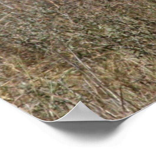 Poster rayures zèbres (Coin)