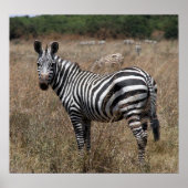 Poster rayures zèbres (Devant)