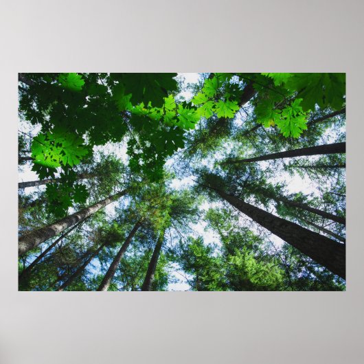 Poster Reach for the Sky Tree Photograph (Devant)