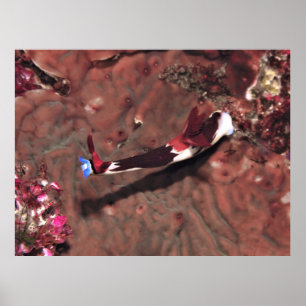 Poster Reaching