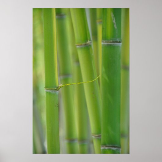 Poster Reaching Out (Devant)