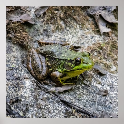 Poster Ready to Go (Devant)