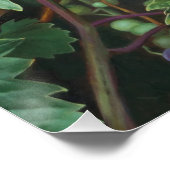 Poster Realistic Grape Vine with Leaves – Fine Art (Coin)