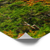 Poster Recherche de Bald Mountain (Coin)