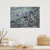 Poster Recherche de cerfs (Cuisine)