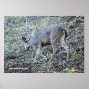 Poster Recherche de cerfs