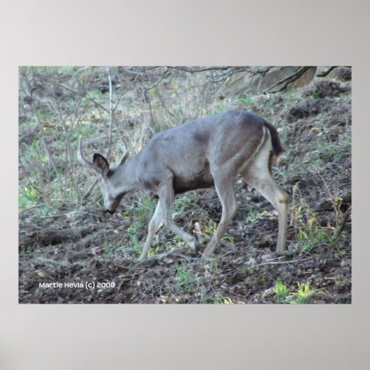 Poster Recherche de cerfs (Devant)