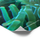 Poster Recherche de Nemo (Coin)